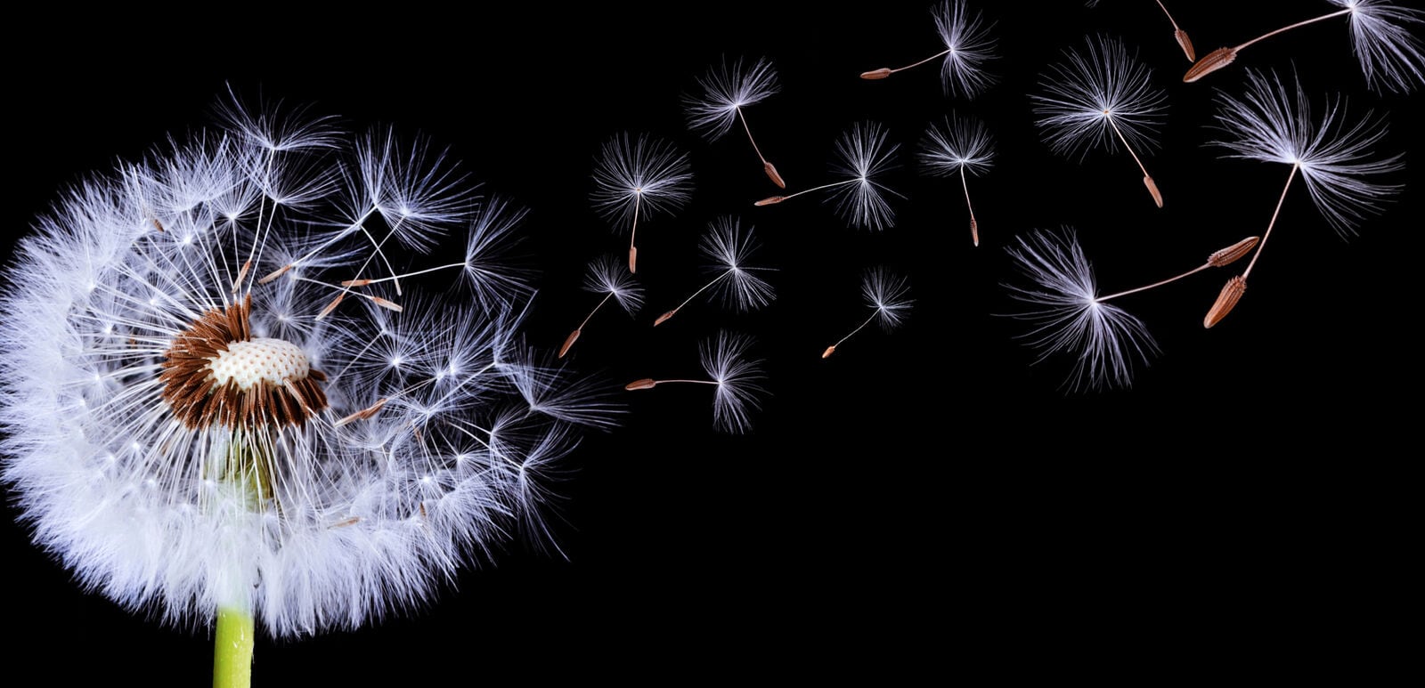 Dandelion seeds blowing away, representing the delicate oocyte maturation and fertility process.