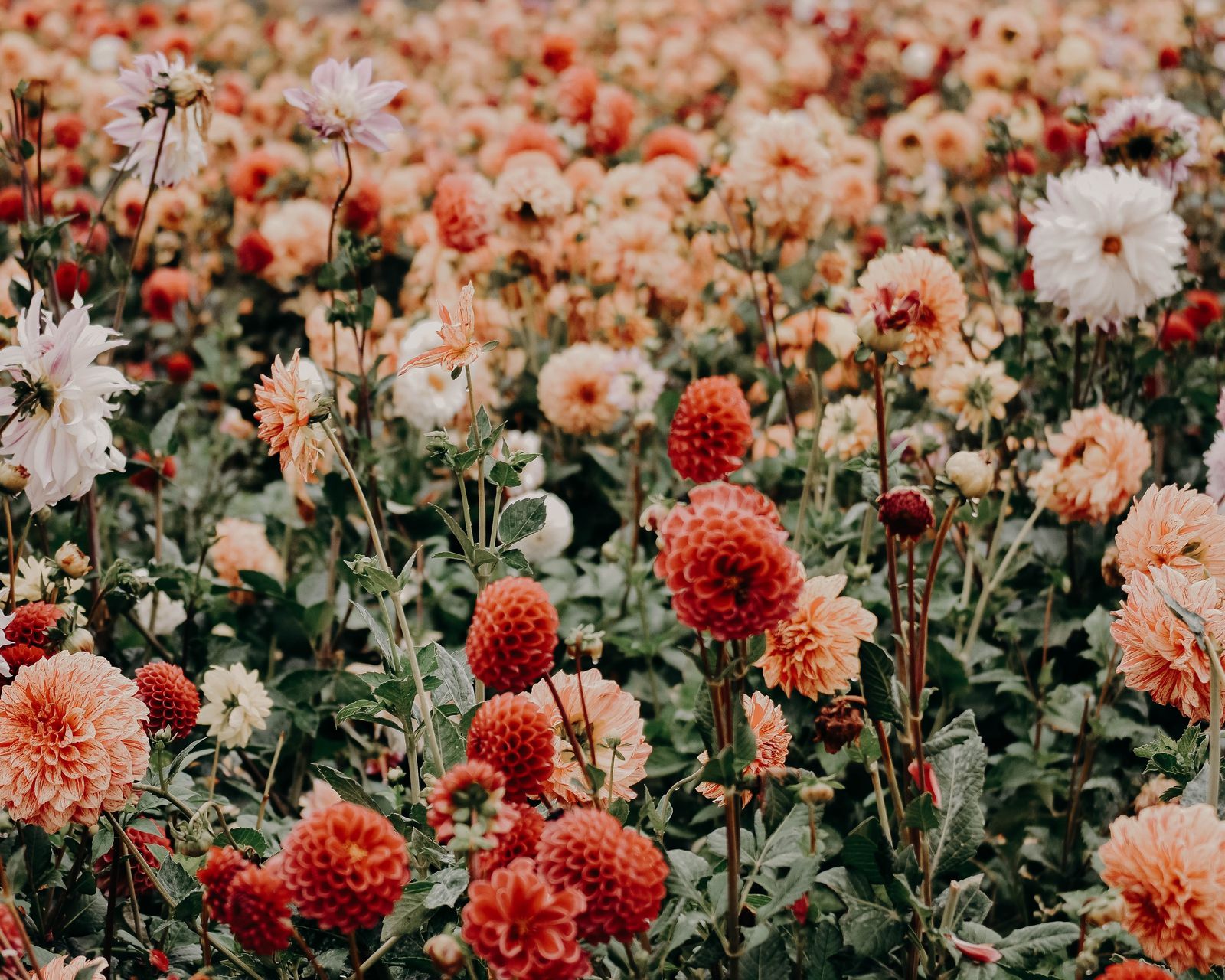 A lush field of vibrant dahlias in varying shades of red, orange, and white, with full blooms and buds in soft focus.